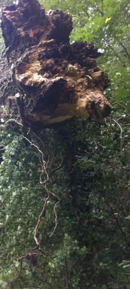 The decayed butt of a mature tree, with the wood at the base rotted away and ivy growing over the stem