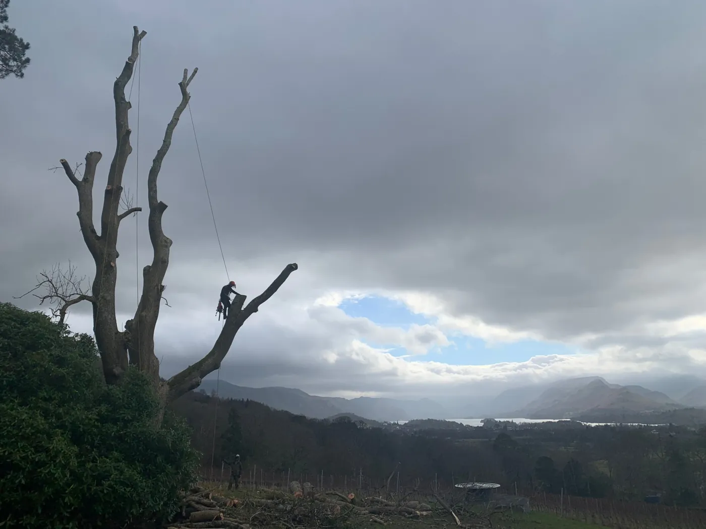 A climber at work in a pollarded veteran ash, with Derwent Water and the fells behind under a dramatic sky