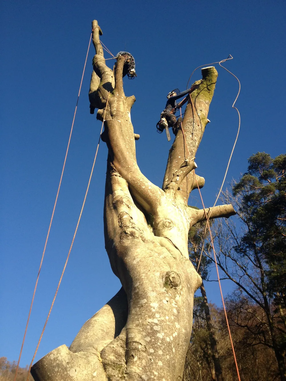 Two climbers working high in a large beech against a blue sky, taking it down in sections with ropes rigged