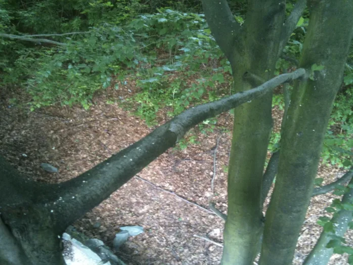 A beech limb reaching across to the neighbouring stem of the same tree