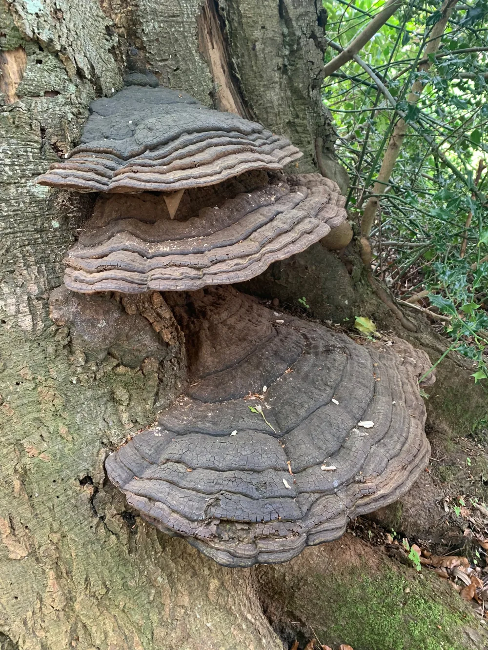 Very large Ganoderma bracket fungi stacked on the trunk of a beech tree