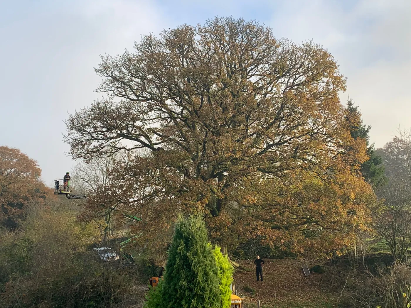 A very large oak in autumn colour with a climber working from a cherry picker on the left and a person standing beneath it for scale