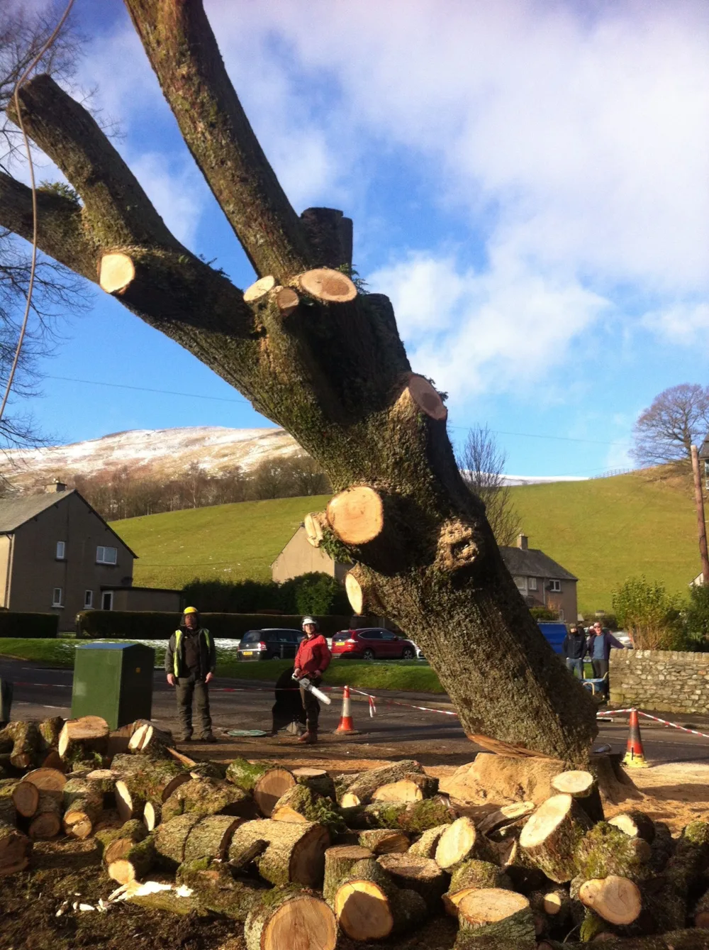 A large oak being taken down in sections beside a road in Sedbergh, with cut branch stubs, a climber with a chainsaw, a ground worker, traffic cones and snow on the fells behind