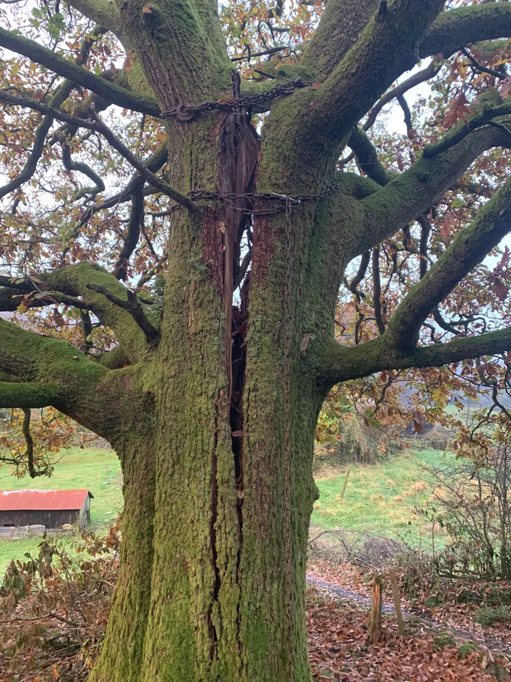 The trunk of a large oak with a deep vertical split, held together by two heavy chains