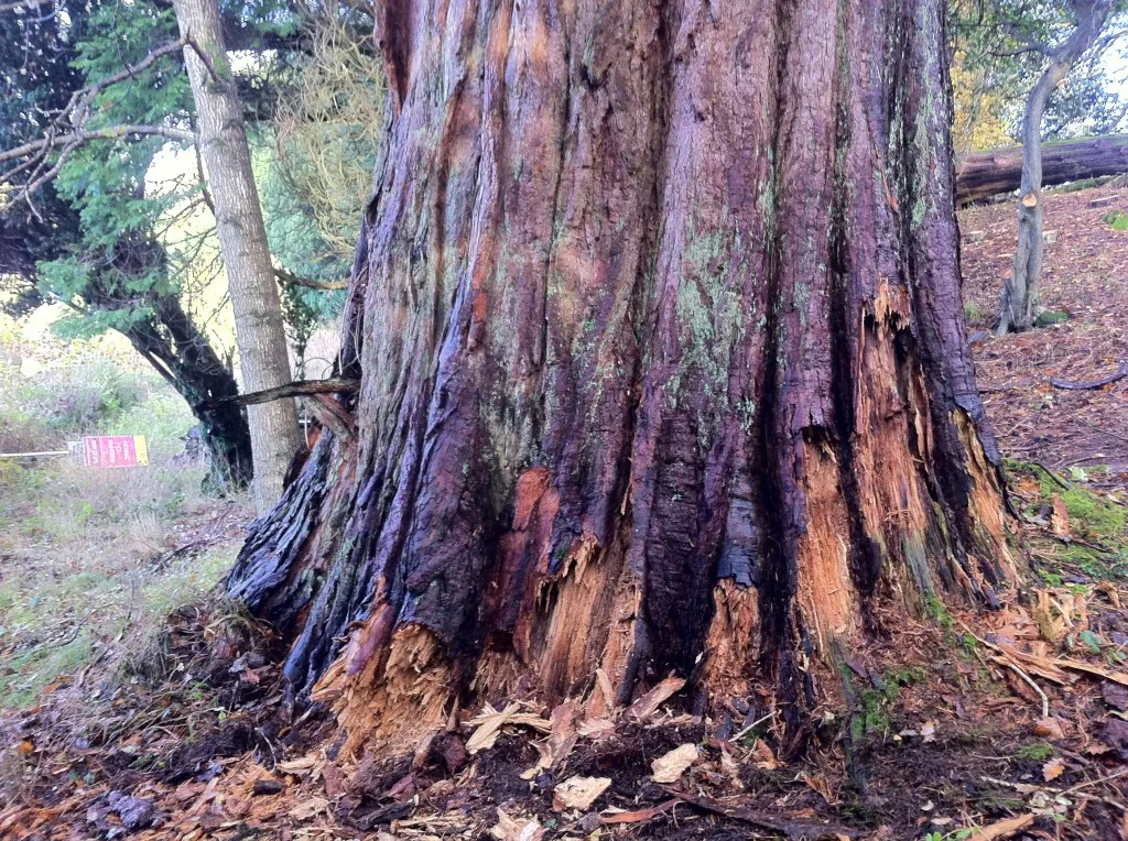 The base of a giant redwood with bark killed and wood decayed on one side by honey fungus