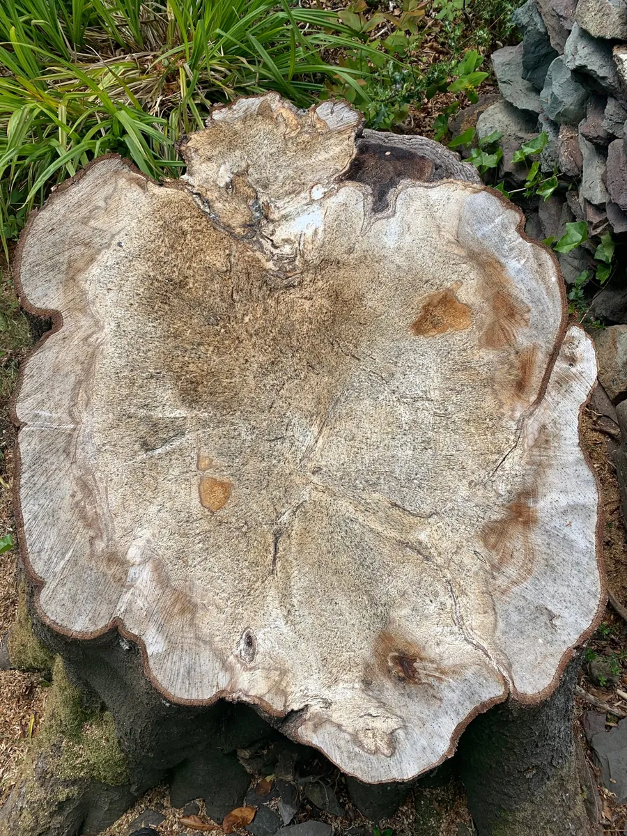 Cross-section of a felled beech stem showing decay caused by Ganoderma infection