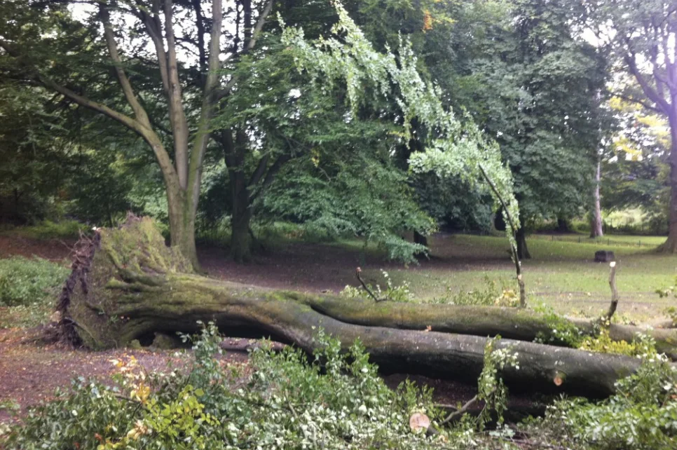 A large beech lying on its side in a park after being blown over, with its root plate lifted at one end