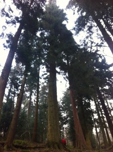 The trees of Skelghyll woods